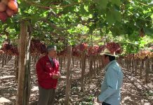 Seremi de Agricultura Atacama, Patricio Araya Vargas:  “PTI Uva de Mesa nos permite obtener una radiografía de la industria en la región”