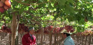 Seremi de Agricultura Atacama, Patricio Araya Vargas:  “PTI Uva de Mesa nos permite obtener una radiografía de la industria en la región”