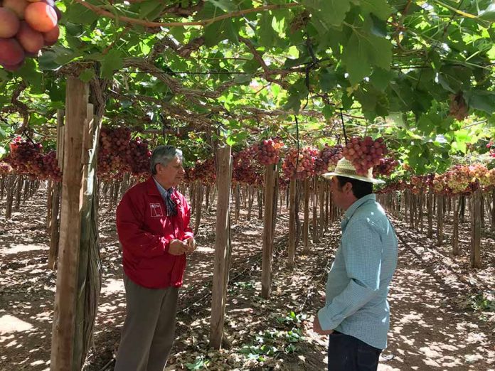 Seremi de Agricultura Atacama, Patricio Araya Vargas:  “PTI Uva de Mesa nos permite obtener una radiografía de la industria en la región”