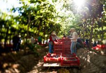 Biblioteca Digital FIA lanza siete libros para potenciar la innovación en la agricultura nacional