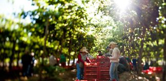 Biblioteca Digital FIA lanza siete libros para potenciar la innovación en la agricultura nacional