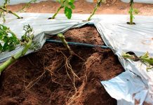 Consejo al agricultor: Beneficios de la materia orgánica del suelo