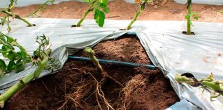 Consejo al agricultor: Beneficios de la materia orgánica del suelo