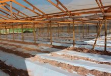 Consejo al agricultor: Cómo hacer la biofumigación para desinfectar suelos