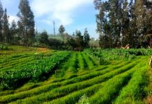 Consejo al agricultor: Cómo hacer la rotación de cultivos