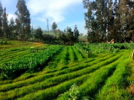 Consejo al agricultor: Cómo hacer la rotación de cultivos