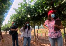 Especialistasde INIA La Platina junto a representantes del sector privado constataron en terreno nuevas selecciones de uva de mesa