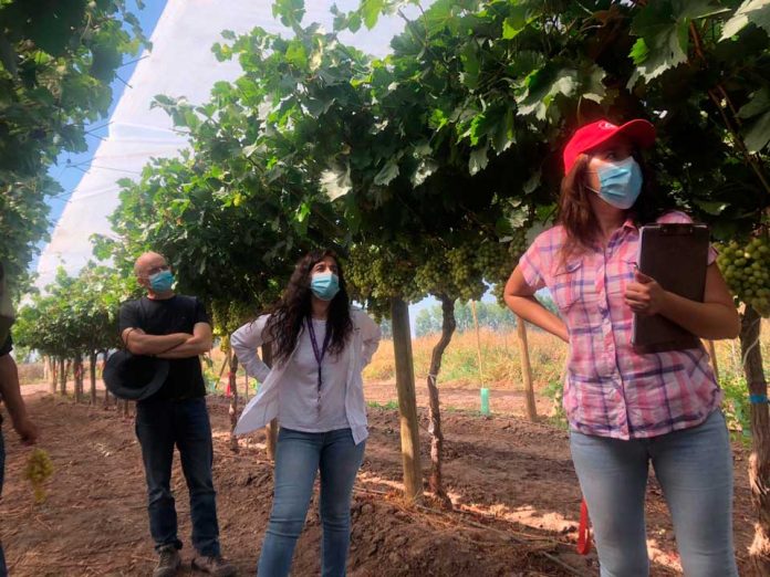 Especialistasde INIA La Platina junto a representantes del sector privado constataron en terreno nuevas selecciones de uva de mesa