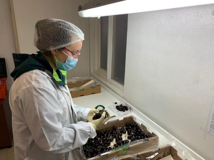 Exportación de cerezas de Chile Chico creció en un 28,5%