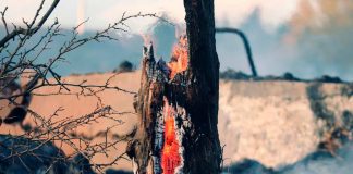 Experto de Agronomía UdeC participó en creación de manual de evaluación y restauración de suelos afectados por incendios