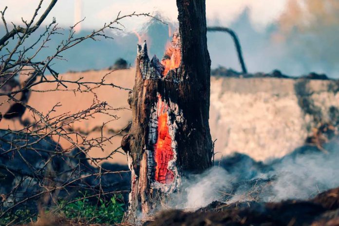 Experto de Agronomía UdeC participó en creación de manual de evaluación y restauración de suelos afectados por incendios