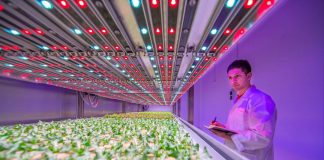 Mejorando la disponibilidad de alimentos y el rendimiento de los cultivos con la iluminación LED