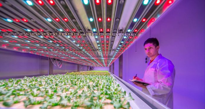 Mejorando la disponibilidad de alimentos y el rendimiento de los cultivos con la iluminación LED