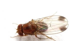 Minagri Los Ríos organiza capacitaciones sobre mosca de alas manchadas