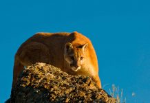 ONG Sinergia Animal en Chile: Reporte da cuenta que producción de alimentos es el factor principal de la pérdida de biodiversidad