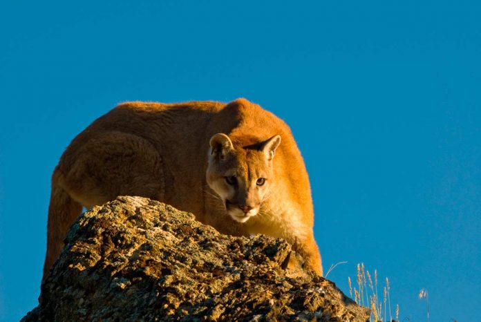 ONG Sinergia Animal en Chile: Reporte da cuenta que producción de alimentos es el factor principal de la pérdida de biodiversidad