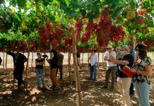 Productores conocen en campo la nueva variedad de uva de mesa INIA-G3