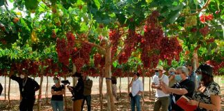 Productores conocen en campo la nueva variedad de uva de mesa INIA-G3