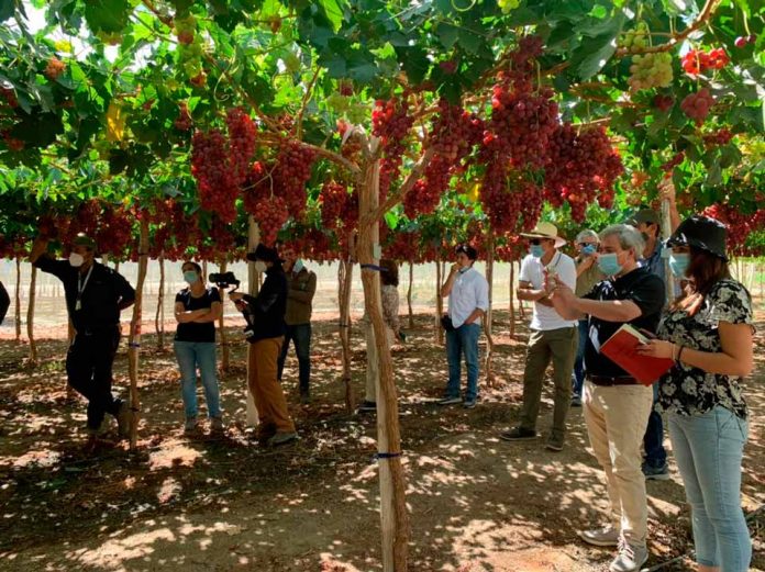 Productores conocen en campo la nueva variedad de uva de mesa INIA-G3