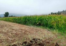 Provincia de Melipilla será beneficiada con alternativas sustentables para evitar uso del fuego en tareas agrícolas