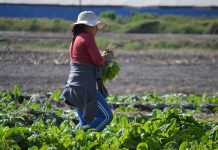 Comisión Nacional de Riego selecciona a más de 160 mujeres para desarrollar capacitación online sobre tecnologías de riego