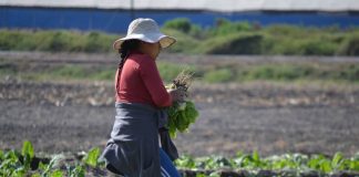 Comisión Nacional de Riego selecciona a más de 160 mujeres para desarrollar capacitación online sobre tecnologías de riego