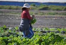 CNR compromete apoyo a mujeres rurales incorporando grupos especiales y un primer concurso nacional para agricultoras y de pueblos originarios