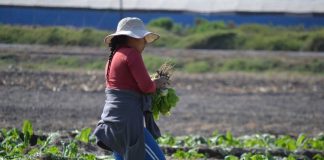 CNR compromete apoyo a mujeres rurales incorporando grupos especiales y un primer concurso nacional para agricultoras y de pueblos originarios