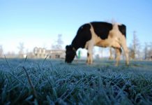 En webinar lechero expertos de INIA Remehue entregan recomendaciones para otoño-invierno