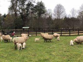 Innovador emprendimiento familiar se abre camino en la fabricación de productos de ovejas vascas