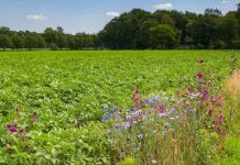 Agricultura sustentable: la importancia de respetar la biodiversidad