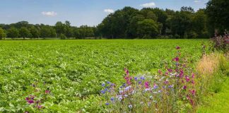 Agricultura sustentable: la importancia de respetar la biodiversidad