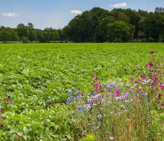 Agricultura sustentable: la importancia de respetar la biodiversidad