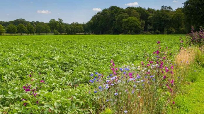 Agricultura sustentable: la importancia de respetar la biodiversidad