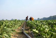BASF se suma a la celebración del Año Internacional de las Frutas y Hortalizas