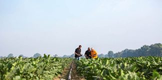 BASF se suma a la celebración del Año Internacional de las Frutas y Hortalizas