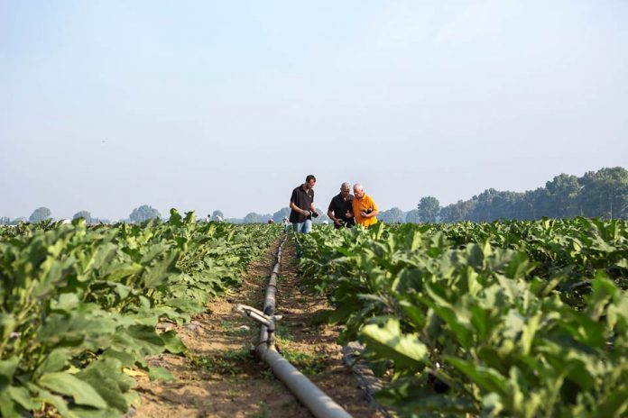 BASF se suma a la celebración del Año Internacional de las Frutas y Hortalizas