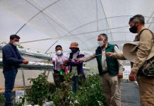 Berries son cultivados bajo invernaderos multipropósitos en precordillera