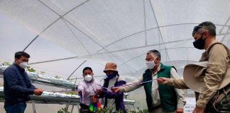 Berries son cultivados bajo invernaderos multipropósitos en precordillera