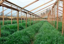 Consejo al agricultor: Por qué utilizar los abonos verdes para mejorar la fertilidad del suelo