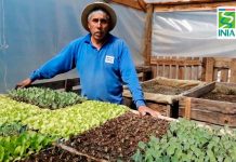 Consejo al agricultor: Ventajas del bocashi