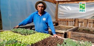 Consejo al agricultor: Ventajas del bocashi