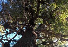 Descubren población desconocida de monito del monte en la Región del Maule