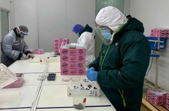 Exportación de Arándanos Frescos: SAG certifica últimos envíos de la temporada