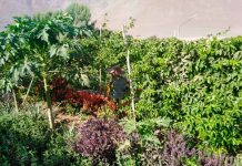 Fomentan cultivos ecológicos en favor de la conservación del picaflor de Arica