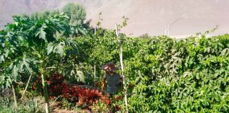 Fomentan cultivos ecológicos en favor de la conservación del picaflor de Arica