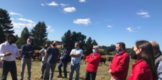 Ganaderos locales posicionan producción de carnes de libre pastoreo por sus atributos saludables y de bienestar animal