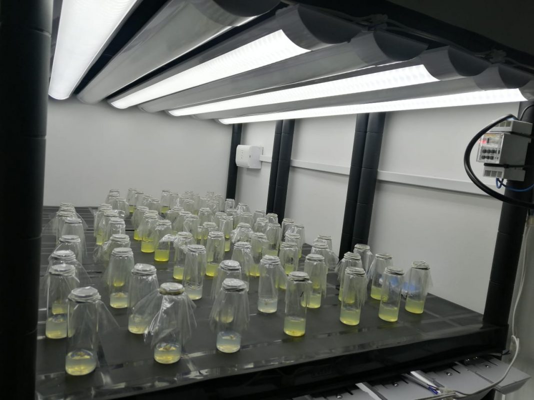 Instalan primer laboratorio para cultivo in vitro de dátiles de exportación en Tarapacá