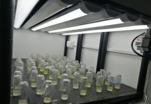 Instalan primer laboratorio para cultivo in vitro de dátiles de exportación en Tarapacá