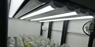 Instalan primer laboratorio para cultivo in vitro de dátiles de exportación en Tarapacá